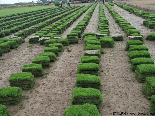 馬尼拉草坪種子價(jià)格.jpg