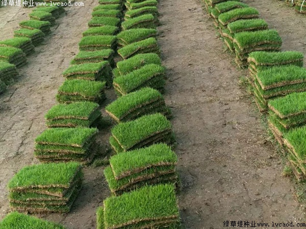 馬尼拉草坪種子價(jià)格.jpg