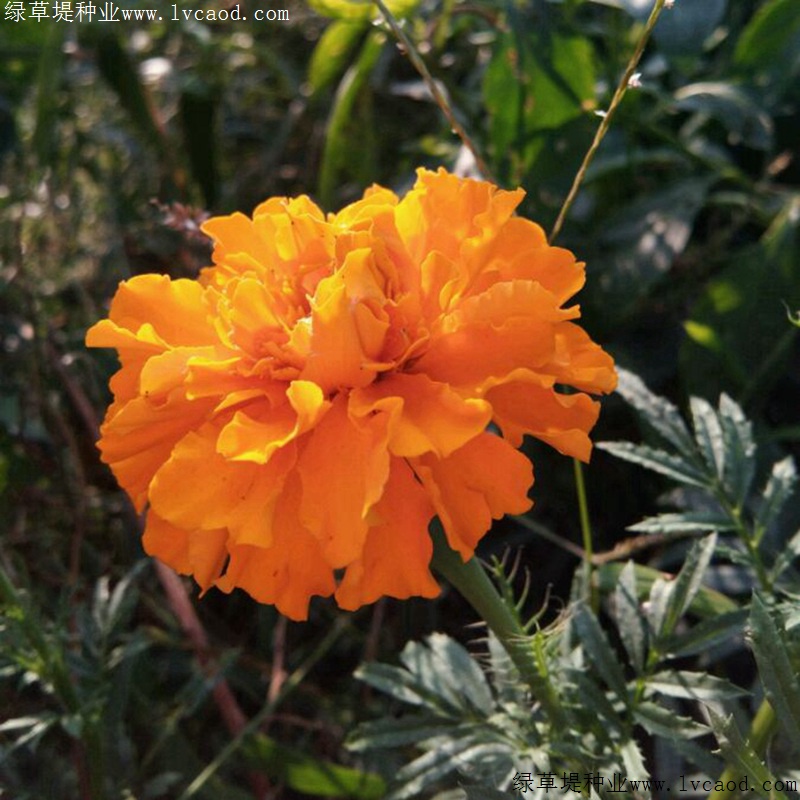 萬壽菊 萬壽菊