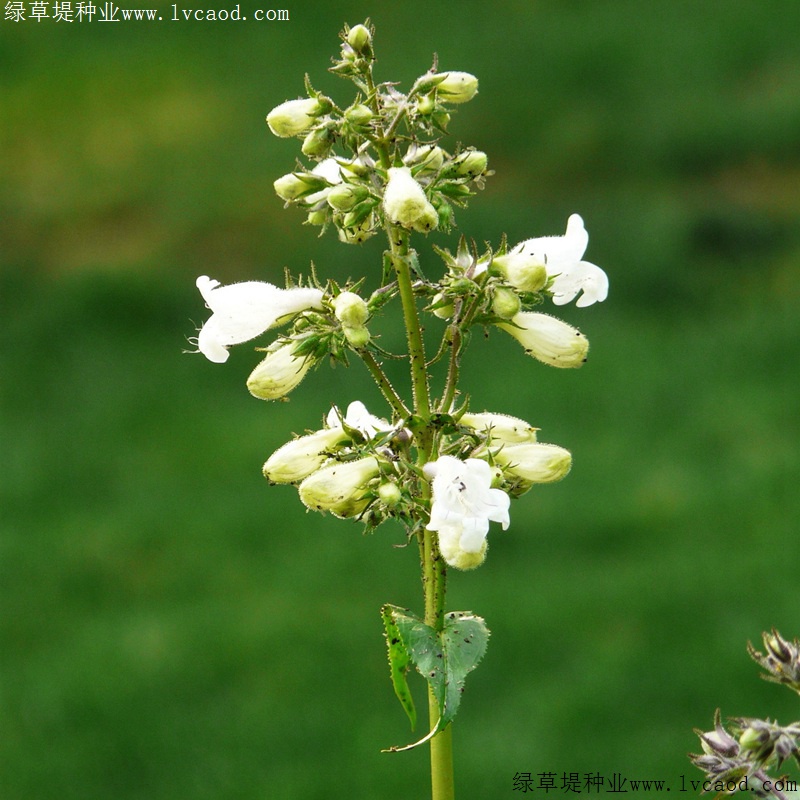 吊鐘柳 吊鐘柳