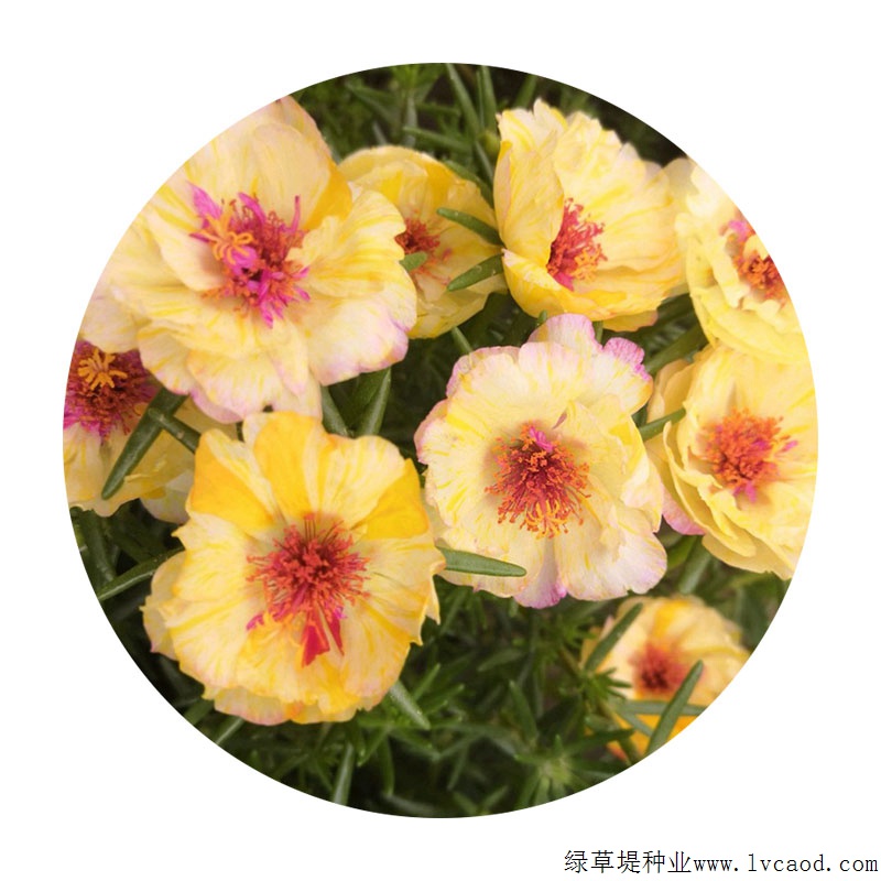 太陽花
