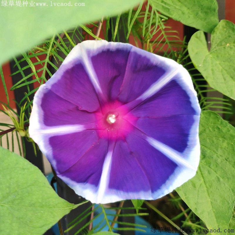 牽?；? width=
