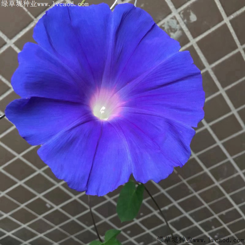 牽?；? width=