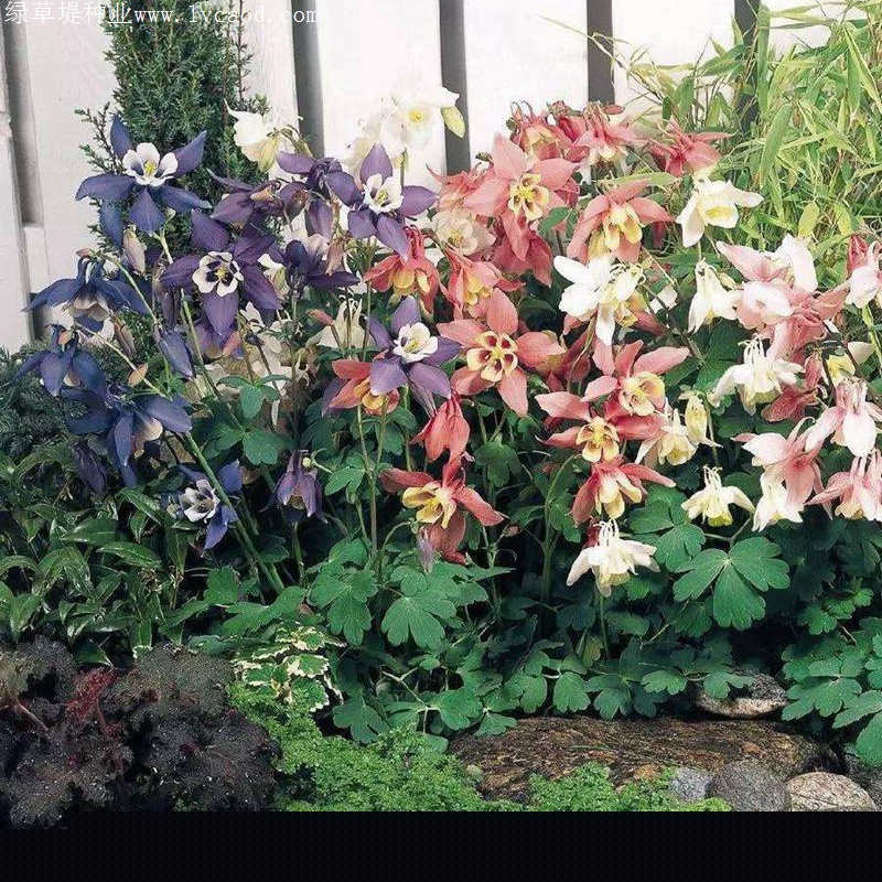 小花耬斗菜