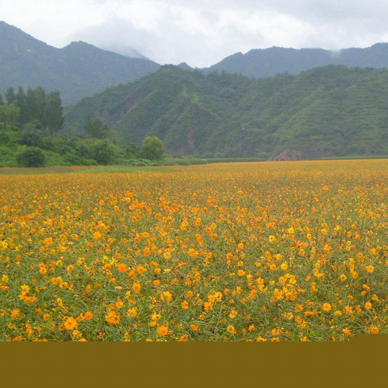 硫化菊