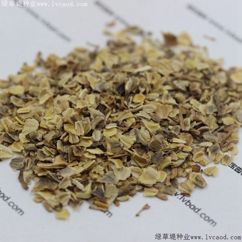 花環(huán)菊 花環(huán)菊