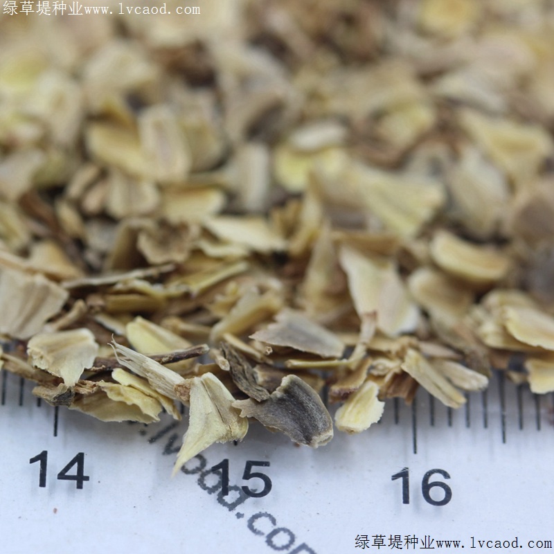 花環(huán)菊 花環(huán)菊