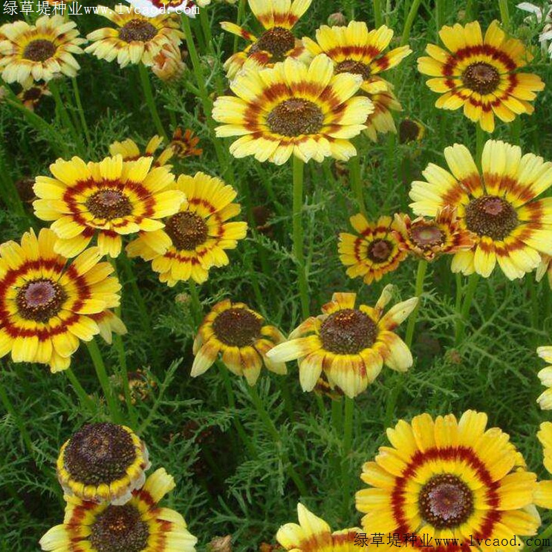花環(huán)菊 花環(huán)菊