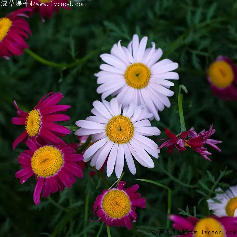 除蟲(chóng)菊 除蟲(chóng)菊