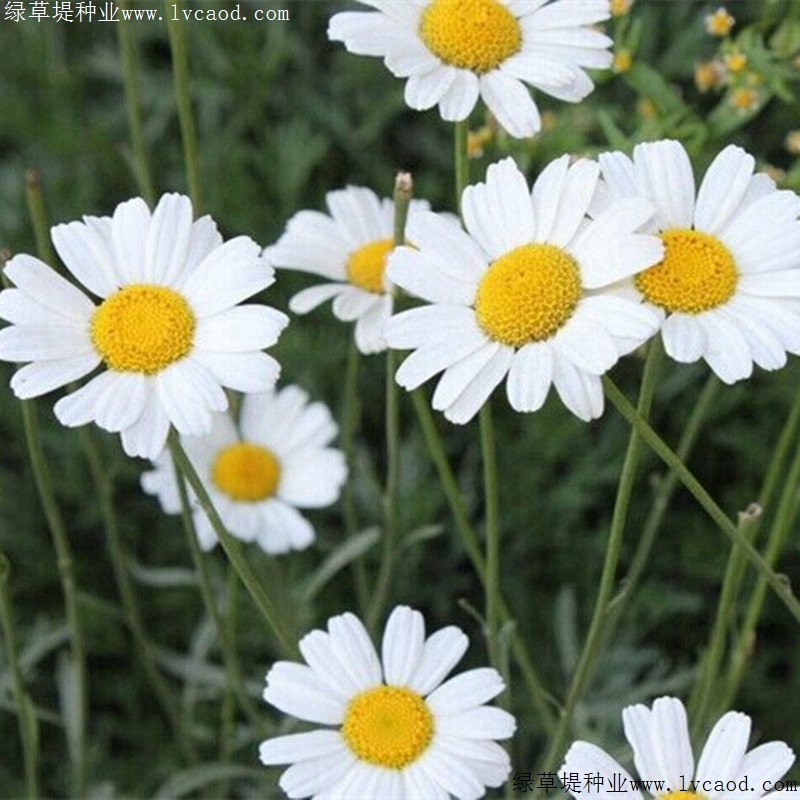 除蟲(chóng)菊 除蟲(chóng)菊