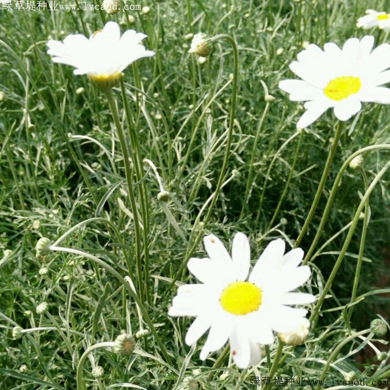 除蟲(chóng)菊 除蟲(chóng)菊