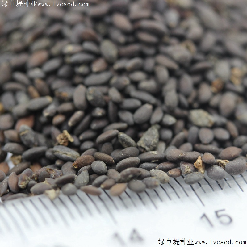 鼠尾草 鼠尾草
