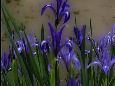 馬蘭花種子