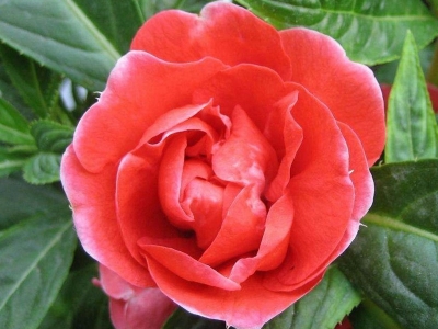 中國傳統(tǒng)花卉中國鳳仙花語是什么？