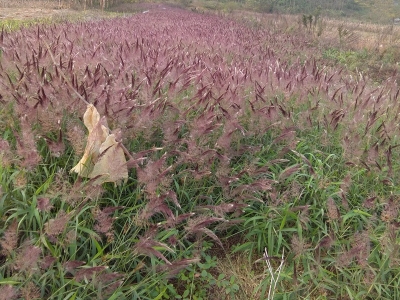 糖蜜草種子每畝地播種多少？