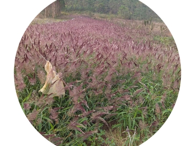 糖蜜草種子可以去哪里批發(fā)？