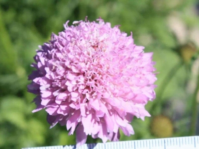 輪峰菊種子應(yīng)該在幾月份播種，生長(zhǎng)效果好？