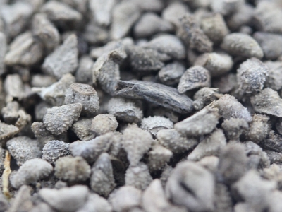 藍(lán)香薊種子的播種量應(yīng)該是多少？