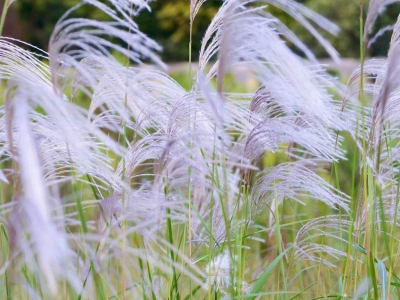 野芒草種子去哪兒批發(fā)？