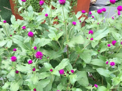 千日紫種子的播種量是多少？
