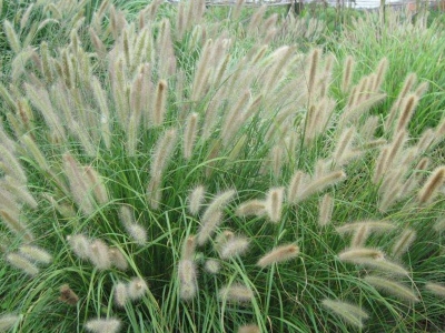 觀賞狼尾草種子什么時候種？