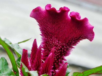藥用雞冠花種子應(yīng)該去哪兒批發(fā)？