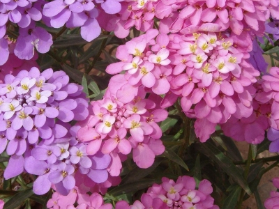 蜂室花種子應(yīng)該播種多少？