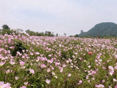 美麗月見草種子幾天發(fā)芽，多久開花？