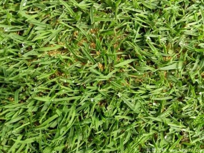 結(jié)縷草種子怎么催芽？