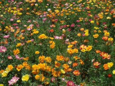 花菱草種子耐寒么？