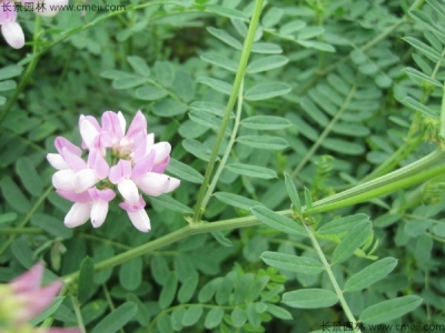 小冠花種子的種植方法，什么時候播種？