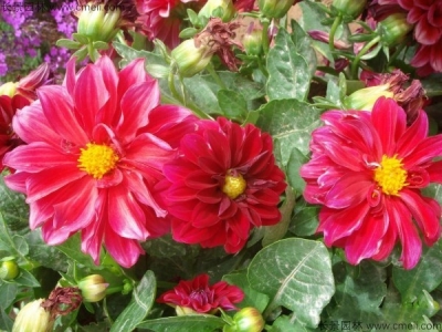 小麗花種子多久發(fā)芽，小麗花種子怎么播種
