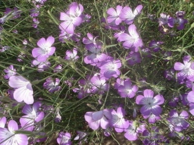 麥仙翁種子多久發(fā)芽