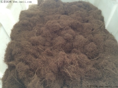 糖蜜草種子價(jià)格多少錢(qián)一斤
