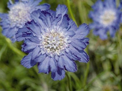 輪峰菊種子幾天發(fā)芽？