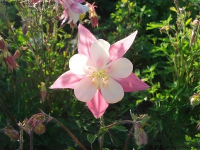 小花耬斗菜種子多少錢一斤？
