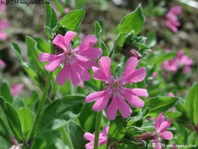 矮雪輪種子在播種后幾天發(fā)芽？