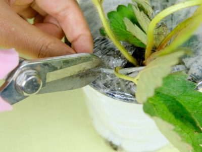 草莓種子幾月份播種？
