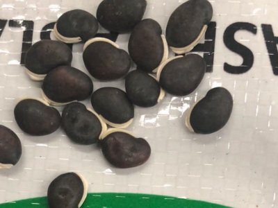葛藤種子1斤有多少粒？