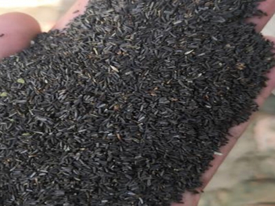 黑心菊種子什么時(shí)候成熟？