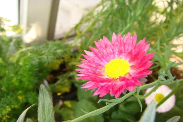 永生菊1.jpeg