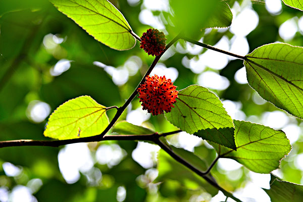 構(gòu)樹(shù).jpg