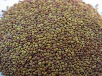 白三葉種子怎么種？