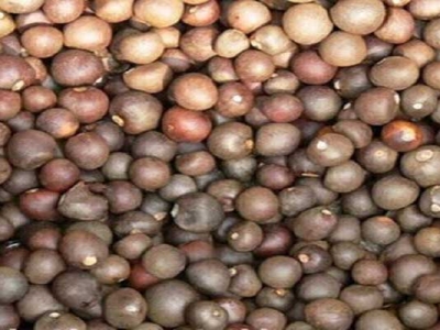 茶花有種子嗎？