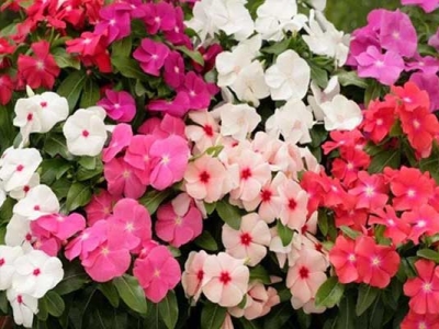 長春花種子什么時(shí)候成熟？