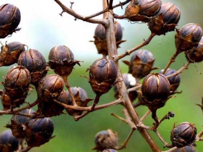 紫薇種子能發(fā)芽嗎？