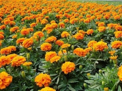 孔雀草種子能種出來嗎？