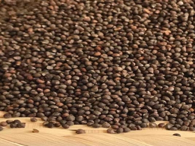 紫蘇種子第二年還能種植嗎？