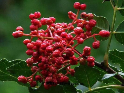 花椒種子冬天能種嗎？