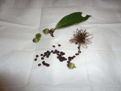 含羞草種子6月能種嗎？